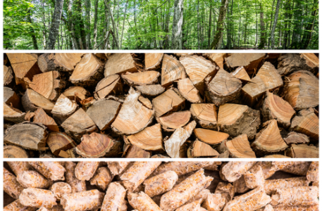 A forest, a stack of logs, a pile of wood pellets